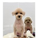 모들펫살롱 이미지