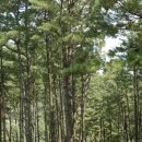 경원BIZ모텔 | ‘계곡 옆 달빛·별빛 아래 하룻밤’, 울주 신불산군립공원 작천정달빛야영장