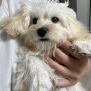 언커먼독 | 말티푸 배냇미용 시기와 비용 총 정리! (ft. 미용 후 스트레스 예방 꿀팁)