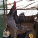 상방농장 이미지