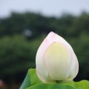 연꽃이야기