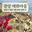 매화로 | 광양 매화축제 다녀온 후기 (3월 16일) 개화율 80% 이번 주말 만개 예상