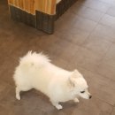 강아지를 미용하는 여자 이미지