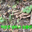 동행 백두대간 능이버섯 산행.135 (애마수리) 이미지