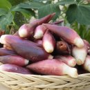 주박농장 이미지