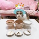 우리고양이 이미지