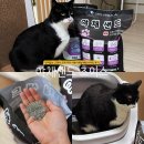 우리집 야옹이 | 먼지없는 고양이 모래 추천 야옹이채널 야채샌드 초이스 벤토나이트 후기