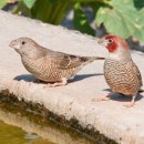【일홍조 一紅鳥 Amadina fasciata】 「수컷의 목 아랫부분에 마치 잘린 듯한 선명한 붉은색 띠」 이미지