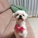 다듬, 희그루밍 이미지