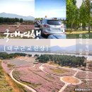 온천단지 이팝나무길 | 대구 근교 신상 가볼만한곳 코스모스 만개 고령 다산은행나무숲