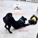 경기도 여주 애견카페 아롱이다롱이 이용 후기 &amp; 여주 애견 호텔, 미용, 놀이방, 애견 유치원