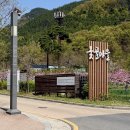 옻골로 | 대구 동구 가볼만한곳 ‘옻골마을’ 나들이 산책 실시간 겹벚꽃