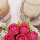 씨엘로펫 이미지