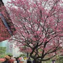 서울 유명사찰 봉은사 홍매화 명소 개화상황 주차장 봄꽃구경 후기