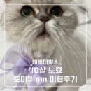 묘르신 | [부산서면고양이미용] 고양이 10살 미용되나요? 묘르신 토미 미용후기