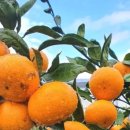 조생한의원 이미지