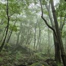 선문염송설화 이미지