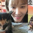 루루 반려견 이미지