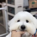 애견미용실 바비펫 이미지