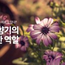 식물향기