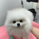 슈블리펫살롱 이미지