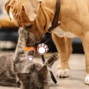 도도한강아지 이미지