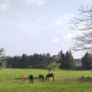 송마목장 이미지