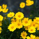 구미강정 이미지