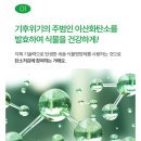 세솔 | [식물영양제] 식물을 자꾸 죽이는 집사의 세솔 식물영양제 사용 후기