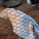 시를 쓰는 오리 이미지