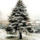 크리스마스 트리 이미지