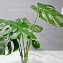 몬스테라 키우기 수경재배 방법 물주기 이미지