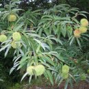 영포농장 이미지