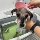 Happy Salon(해피살롱) | 초지동 강아지 미용실 Happy Salon(해피 살롱) 내돈내산 후기!!완전 강츄!