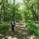 파주삼릉 이미지