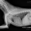 신동동물병원 이미지