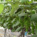 예성농장 이미지