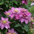 꽃의계절 이미지