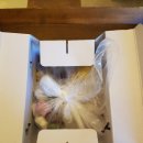 삼익떡집 이미지