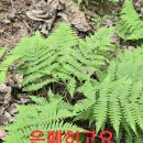 심봤다약초2