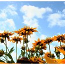 루드베키아 이미지