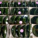 남도모시송편 이미지