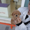 강아지분양 퍼피베이비 네이버블로그