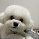 황제꽈배기면목시장점