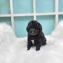 아리랑밸리켄넬 이미지