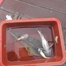 유명낚시 이미지