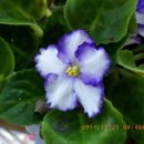 바이올렛 이미지