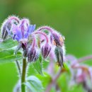 민간약초생활한방 이미지