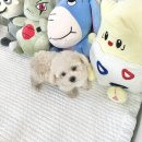 멍멍친구 애견샵 이미지