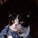 서촌생고기 이미지